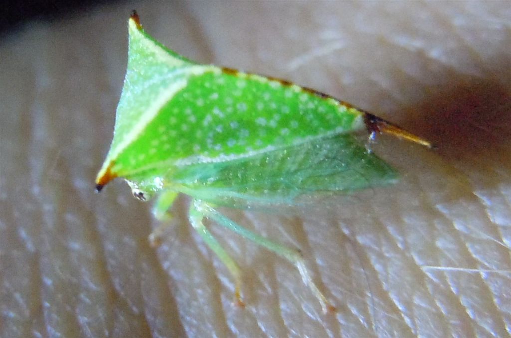 Stictocephala bisolnia